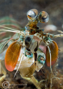 Mantis shrimp.
Lembeh, Jan 2008.
D200 60mm.
 by Mark Thomas 